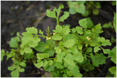 Cardamine trichocarpa